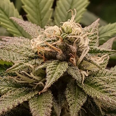 Sideral growlog photo: Post triming.