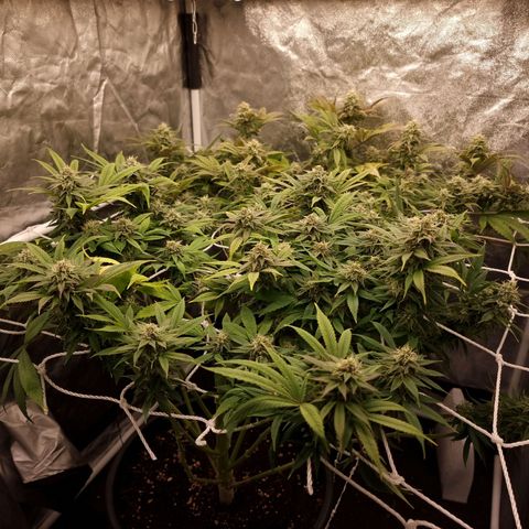 Sideral growlog photo: Post triming.