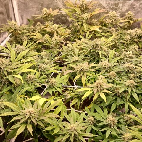 Sideral growlog photo: Post triming.