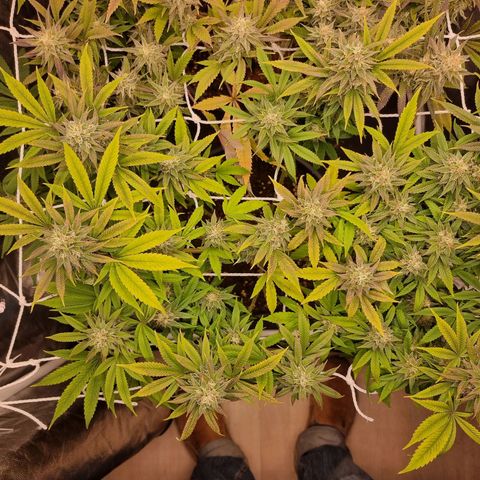 Sideral growlog timeline photo