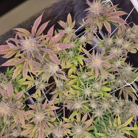 Sideral growlog timeline photo