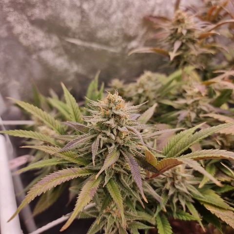 Sideral growlog timeline photo