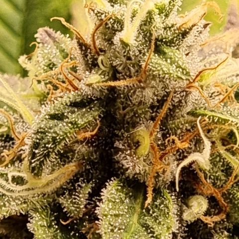 Sideral growlog timeline photo