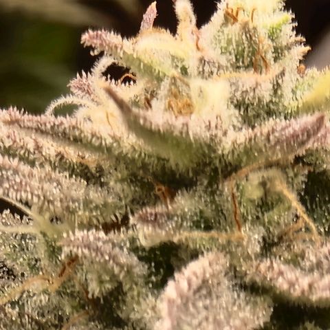 Sideral growlog timeline photo