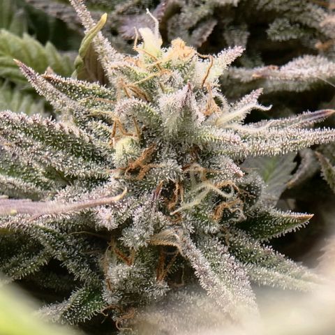 Sideral growlog timeline photo