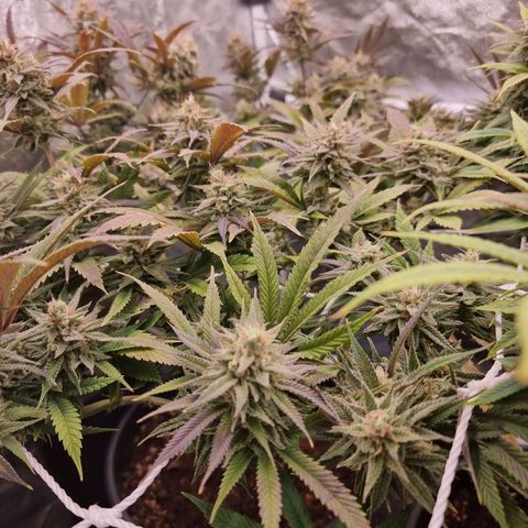 Sideral growlog timeline photo
