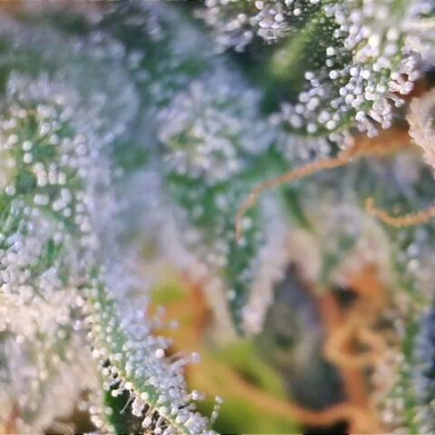 Sideral growlog photo: Close-up Sideral