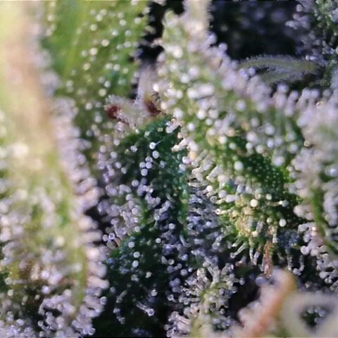 Sideral growlog photo: Close-up Sideral