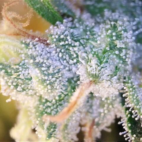Sideral growlog photo: Close-up Sideral