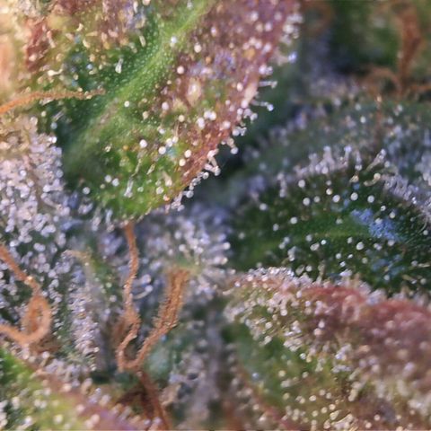 Sideral growlog timeline photo