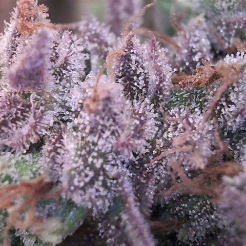 Sideral growlog timeline photo