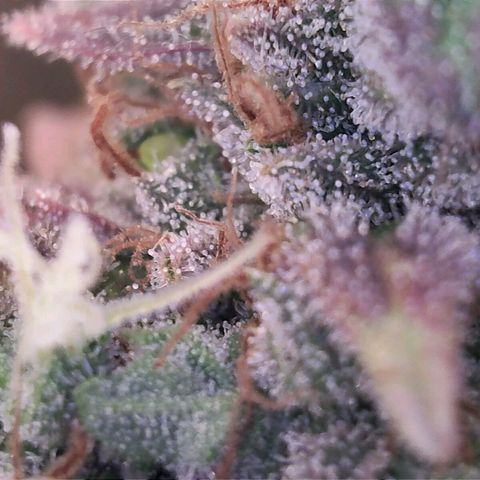 Sideral growlog timeline photo