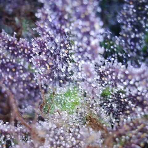 Sideral growlog timeline photo