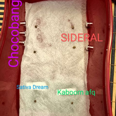 Sideral growlog photo: Germinado