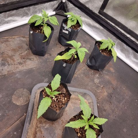Sideral growlog timeline photo
