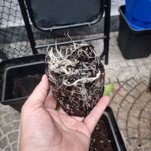 Cafe Racer v2.0 growlog photo: Trasplante a maceta de 7