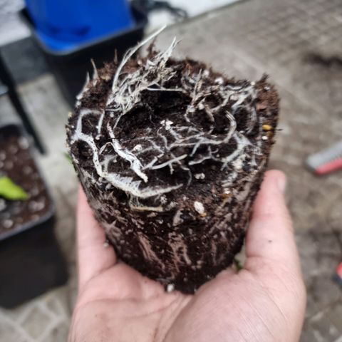 Cafe Racer v2.0 growlog photo: Trasplante a maceta de 7