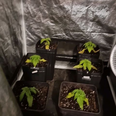 Sideral growlog photo: Ya transplantadas