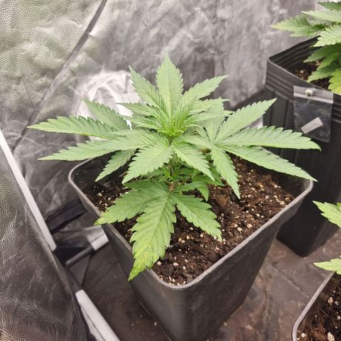 Cafe Racer v2.0 growlog timeline photo