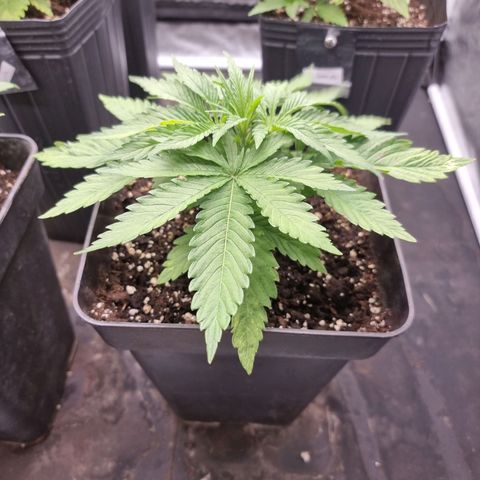 Cafe Racer v2.0 growlog timeline photo