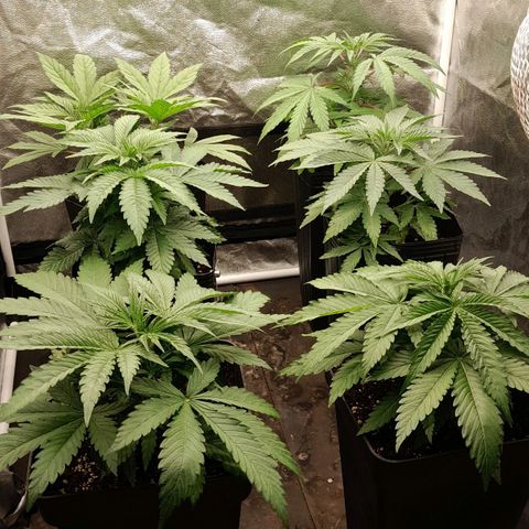 Sideral growlog photo: Todas!