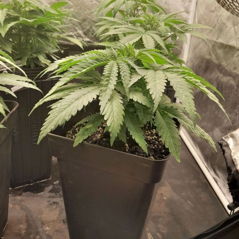 Cafe Racer v2.0 growlog timeline photo