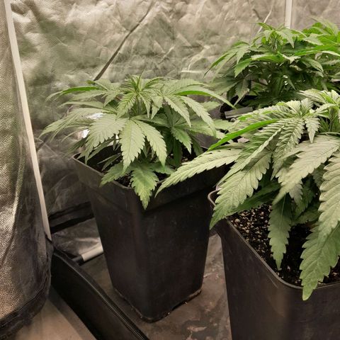 Cafe Racer v2.0 growlog timeline photo