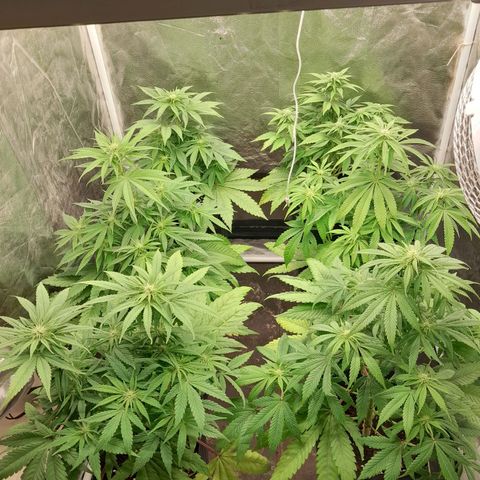 Sideral growlog timeline photo