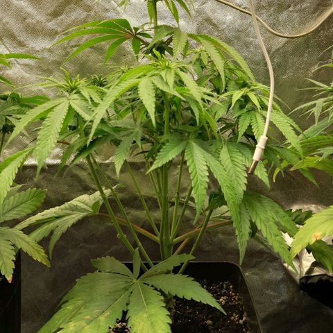 Cafe Racer v2.0 growlog timeline photo