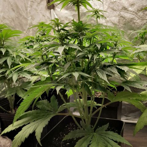 Cafe Racer v2.0 growlog timeline photo
