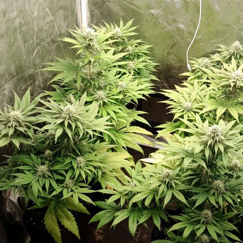 Sideral growlog timeline photo