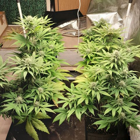 Sideral growlog timeline photo
