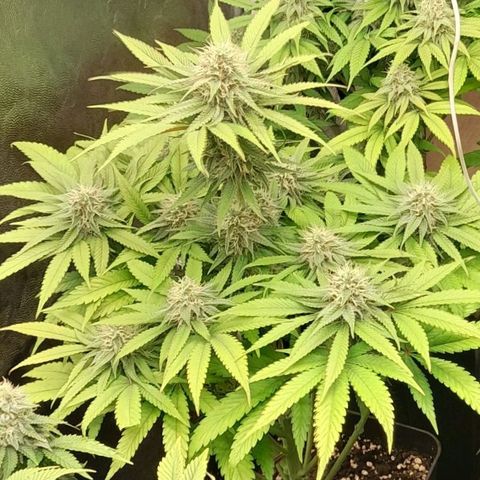 Cafe Racer v2.0 growlog timeline photo