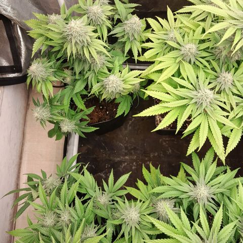 Sideral growlog timeline photo