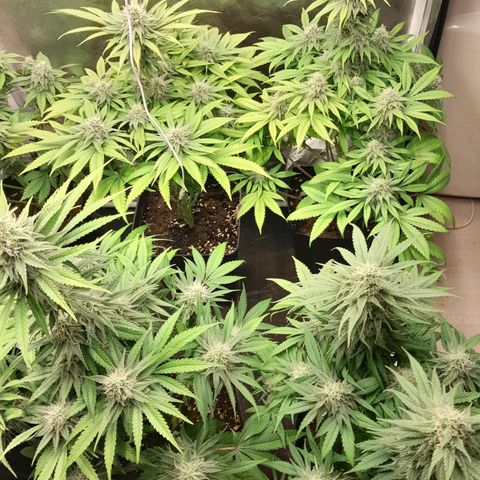 Sideral growlog timeline photo