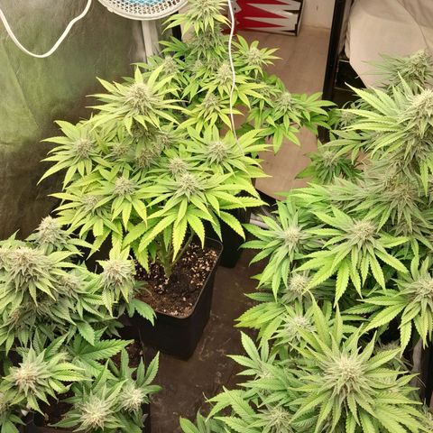 Sideral growlog timeline photo