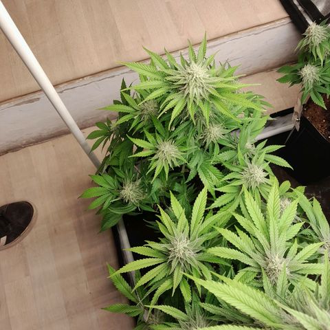 Sideral growlog timeline photo