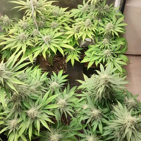 Sideral growlog timeline photo
