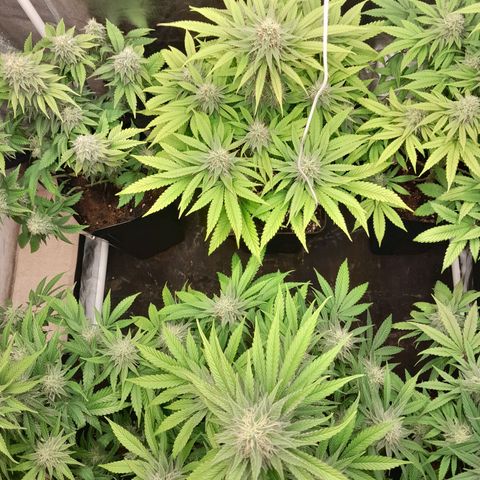 Sideral growlog timeline photo