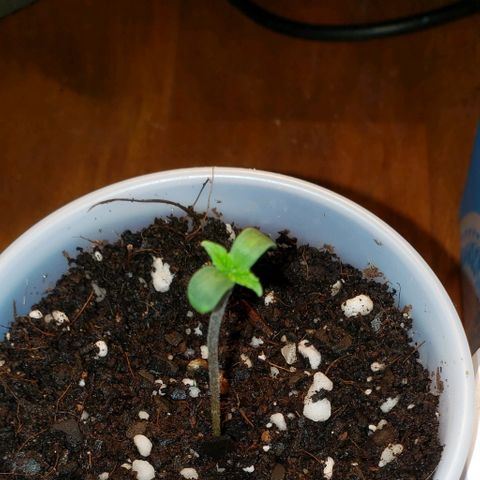 Bubble Gum XL growlog timeline photo