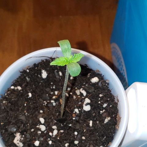 Bubble Gum XL growlog timeline photo