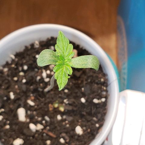 Bubble Gum XL growlog timeline photo
