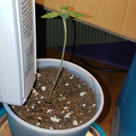 Bubble Gum XL growlog timeline photo