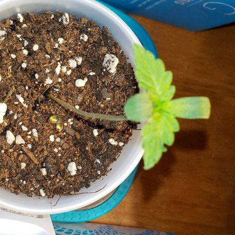 Bubble Gum XL growlog timeline photo