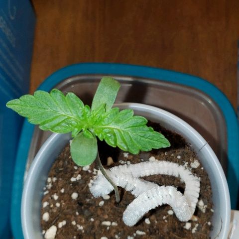 Bubble Gum XL growlog timeline photo