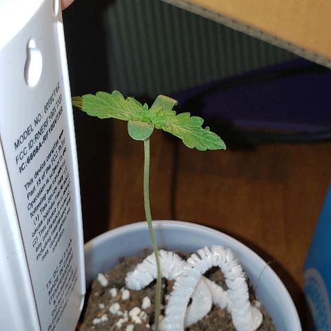 Bubble Gum XL growlog timeline photo
