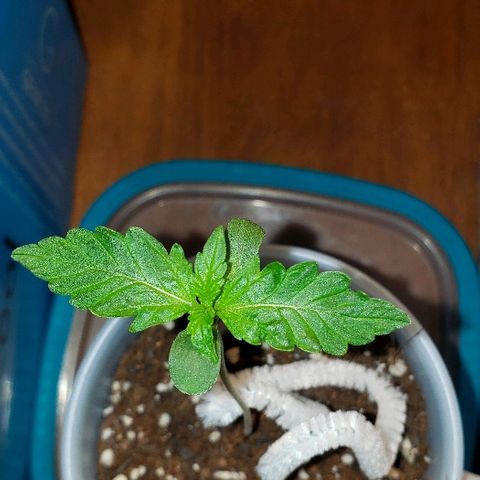 Bubble Gum XL growlog photo: 2nd set of true leaves.