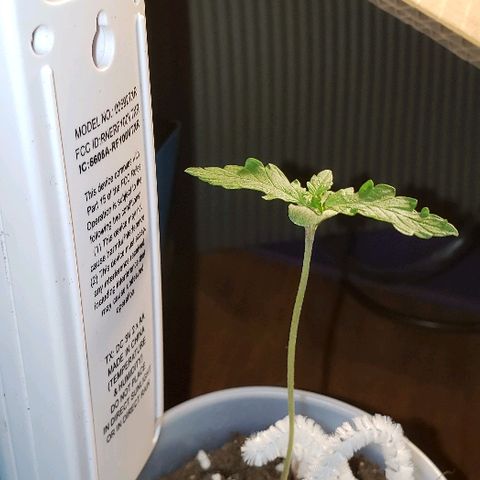 Bubble Gum XL growlog photo: 2nd set of true leaves.