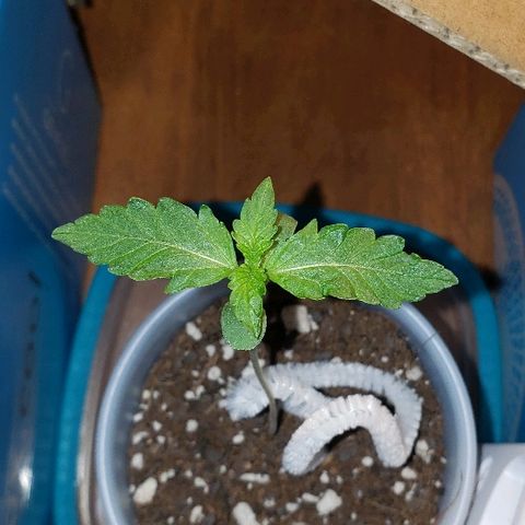 Bubble Gum XL growlog timeline photo