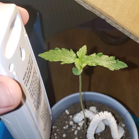 Bubble Gum XL growlog timeline photo